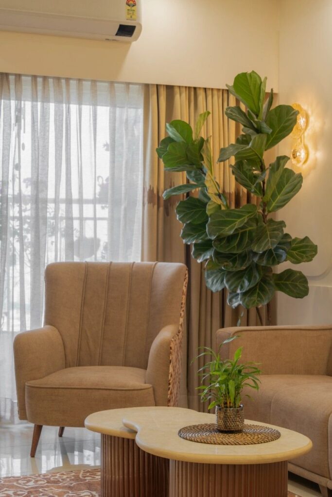 fiddle leaf plant and organic coffee table at Prestige Waterford for Akash Srivastava & Puja